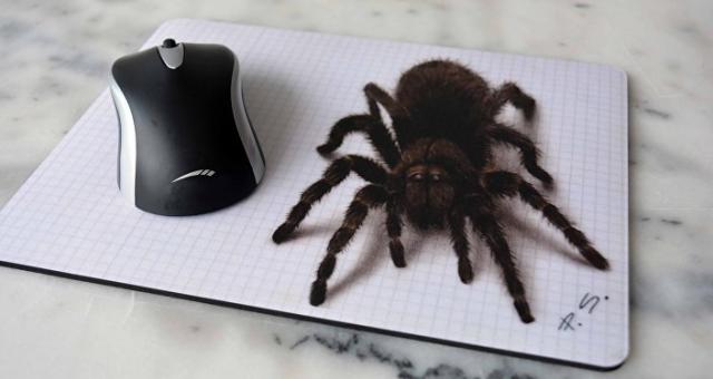 «مش هتصدق».. العثور على عنكبوت هائل الحجم يثير الذعر في مرحاض عام