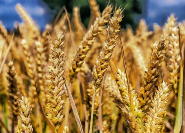 الحكومة تكشف حقيقة تراجع المساحة المنزرعة من القمح خلال 2021