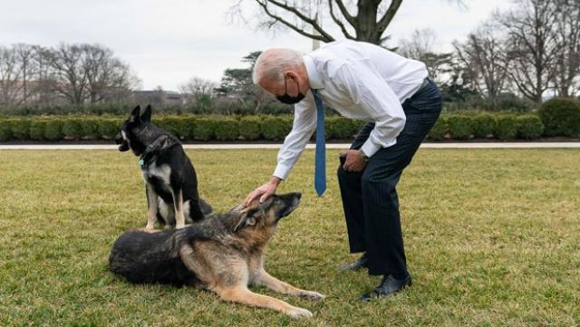 بايدن مكتئب ..أزمة كبري في البيت الأبيض بسبب ”كلب ”