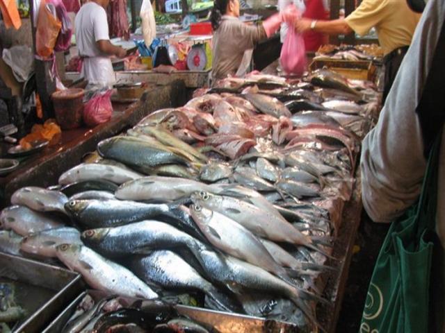 بورصة الأسعار| انخفاض أسعار الأسماك.. البلطى يتراوح بين 21 – 25 جنيها للكيلو