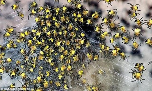 عناكب صفراء صغيرة تغزو المملكة المتحدة