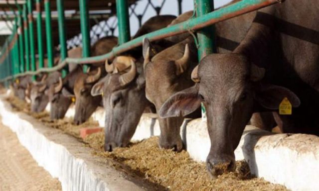 ارتفاع نسبة إصابة الماشية بالحمي القلاعية بنحو 172% في 2014