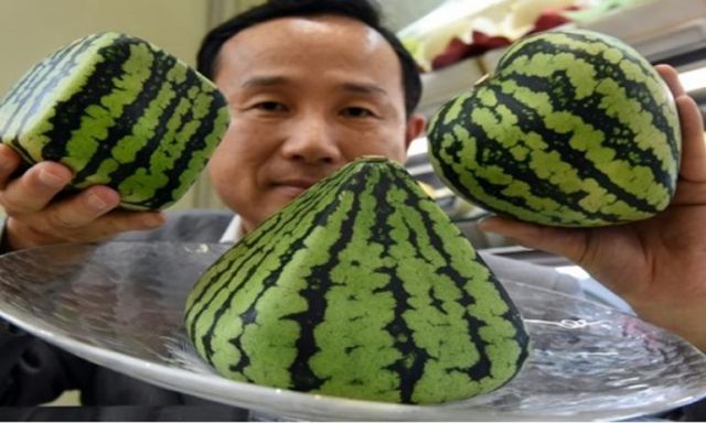 اليابان تتلاعب بـ”البطيخ” ليأخذ أشكال مختلفة تستخدم للزينة
