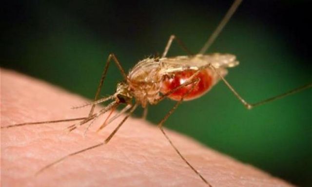 اكتشاف آلية بقاء الملاريا على قيد الحياة في مجرى الدم