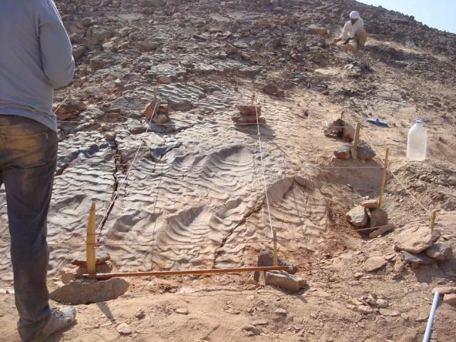 تفاصيل أول اكتشاف لآثار أقدام الديناصورات أكلات اللحوم في مصر