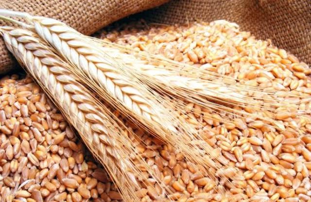 روسيا تتسلم شحنات من القمح الأوكراني