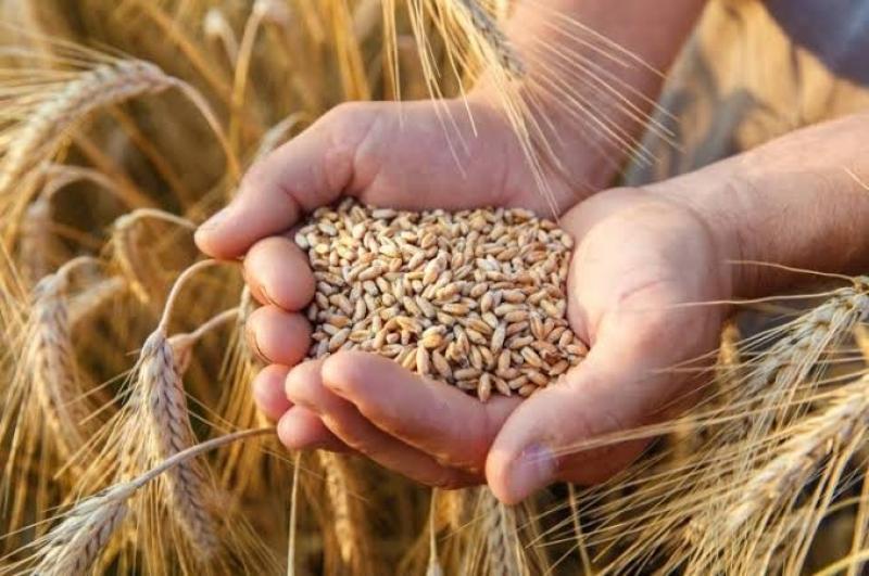 530,5 ألف طن.. «الإحصاء» يكشف رصيد آخر العام من مخزون القمح بالشون والمخازن