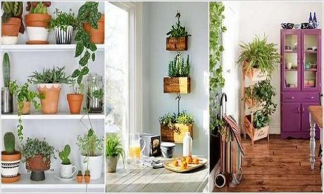 10 أفكار لترتيب النباتات الطبيعية في المنزل