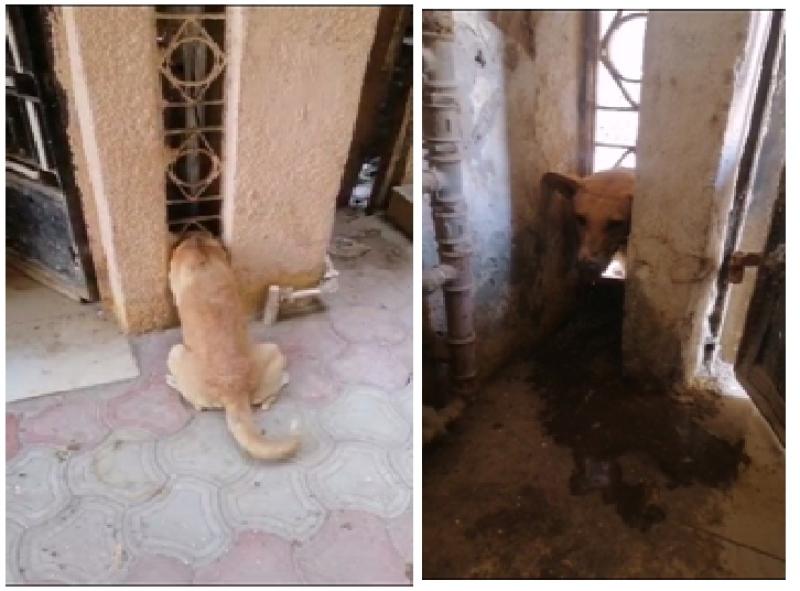 إستجابة فورية من قوات الحماية المدنية لإنقاذ ”كلب” محتجز بأحد العقارات بالفيوم