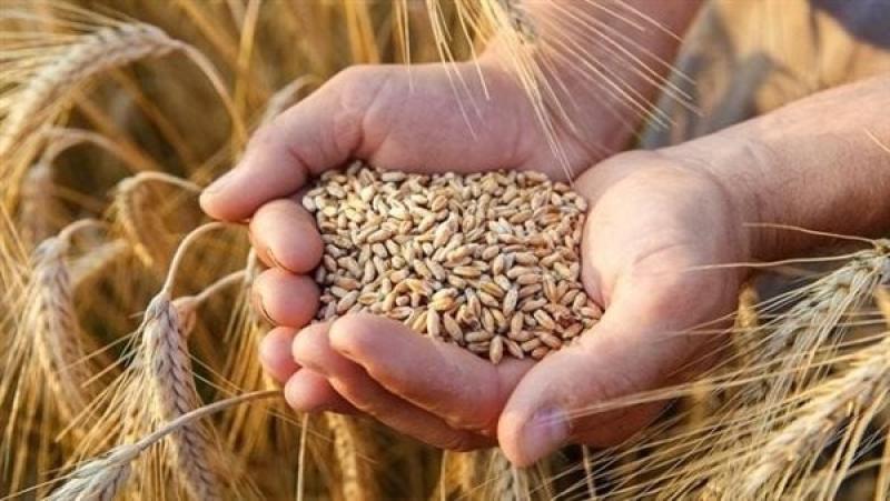 تحرك عاجل من وزارة الري حفاظًا على محصول القمح من التلف