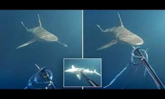 بالفيديو: غواص يطعن سمكة قرش بالرمح قبل أن تنقض عليه