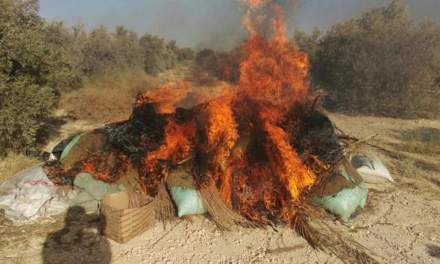 بالصور..حرق وتدمير كمية من نبات البانجو باحدي المناطق الجبليه بوادي سدر جنوب سيناء