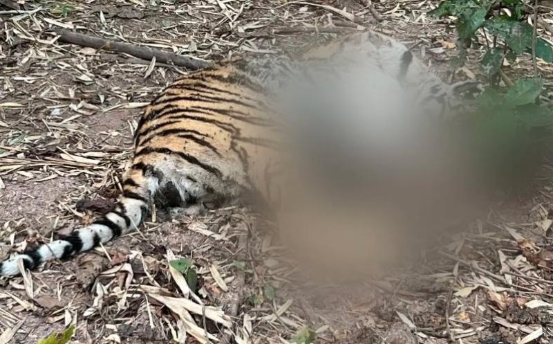 العثور على نمرة ميتة بعد ”معركة إقليمية” بين النمور في الهند
