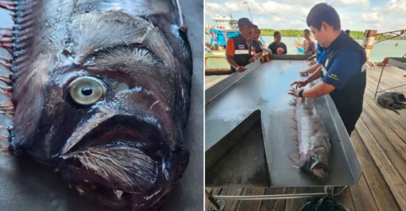 كارثة مدمرة في الطريق.. رعب في تايلاند بعد ظهور سمكة ”يوم القيامة”
