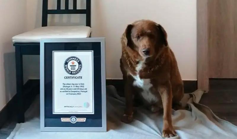 أكبر كلب في العالم يخسر لقبه بعد تحقيق لموسوعة جينيس حول عمره الحقيقي