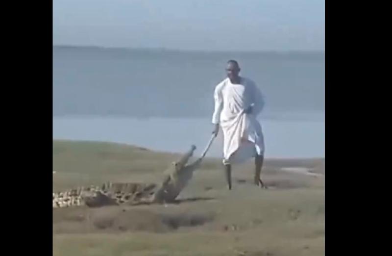 بطريقة وثائقيات الأدغال.. هكذا تعامل سودانيون مع تمساح خرج من النيل فجأة (فيديو)