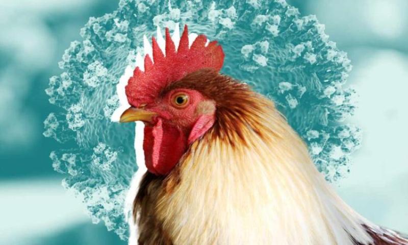 بعد 42 إصابة... الصحة: تنشيط رصد مرض أنفلونزا الطيور