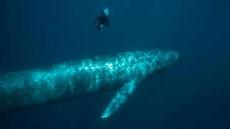 دراسة تفجّر مفاجأة عن الحمض النووي الموجود في الحيتان الزرقاء والنسل الهجين