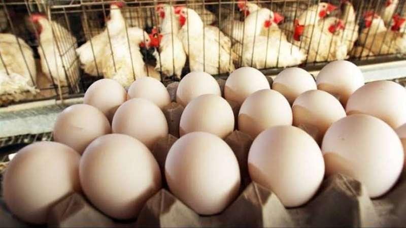 سعر كرتونة البيض اليوم الاثنين 19-2-204 بالأسواق
