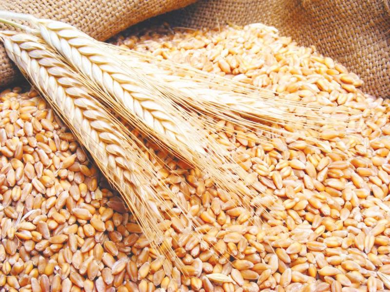 الحكومة تعلن سعر أردب القمح الجديد لموسم 2024-2025