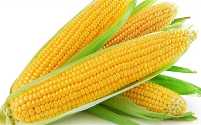 مفاجأة في سعر طن الذرة الصفراء اليوم الإثنين 8-4-2024 داخل الأسواق