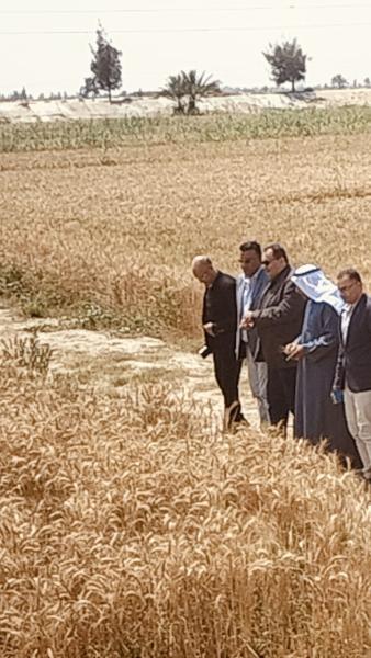 «الزراعة» تشهد افتتاح موسم حصاد القمح في سيناء