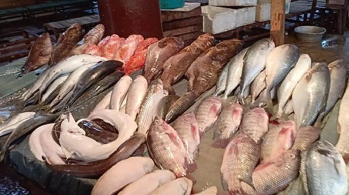 تكتلات عائلية تسببت في ارتفاع أسعار الأسماك وحملات المقاطعة تكشف ألاعيب الكبار