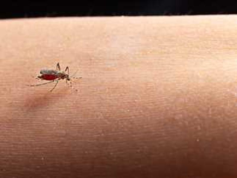 اليوم العالمي للملاريا 2024