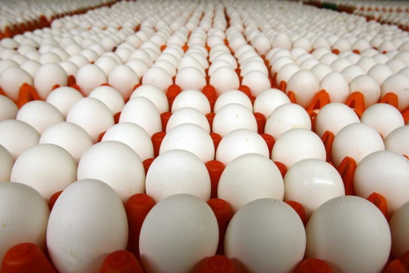 تراجع أسعار البيض اليوم الأحد 28-4-2024 بعد حملة «خليه يمشش»