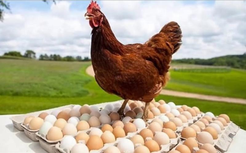 تراجع كبير في أسعار البيض اليوم السبت 4-5-2024 قبل شم النسيم