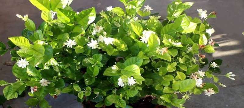 5 نباتات منزلية تمنح المنزل رائحة منعشة في فصل الصيف
