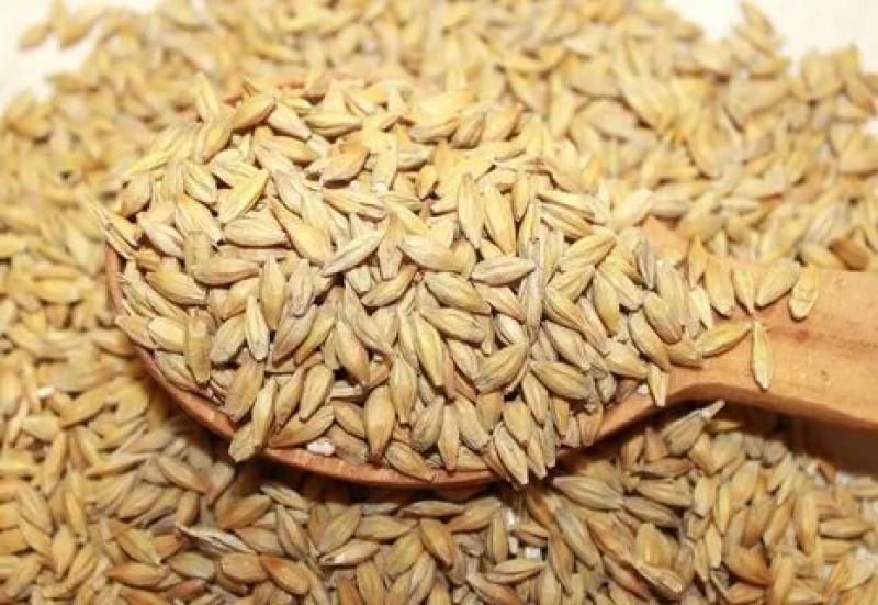 أسعار الأرز الشعير اليوم 27-5-2024 في مصر