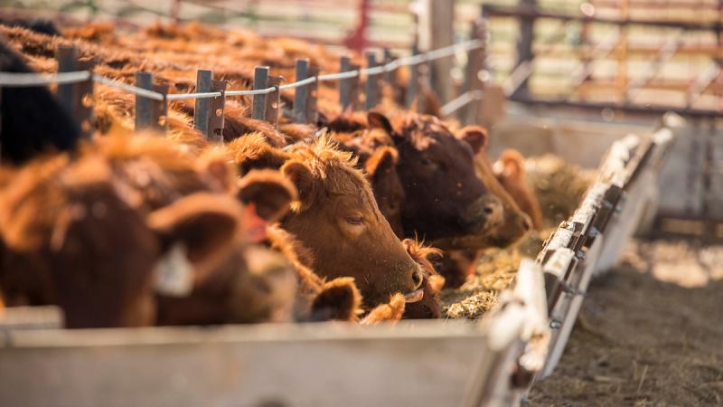 الإحصاء يرصد إصابات الماشية والدواجن في أرقام