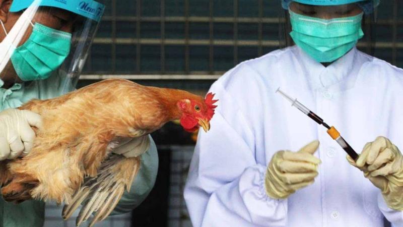 بعد وفاة أول حالة مصابه.. ما هى أعراض انفلونزا الطيور وطرق الوقاية منها؟
