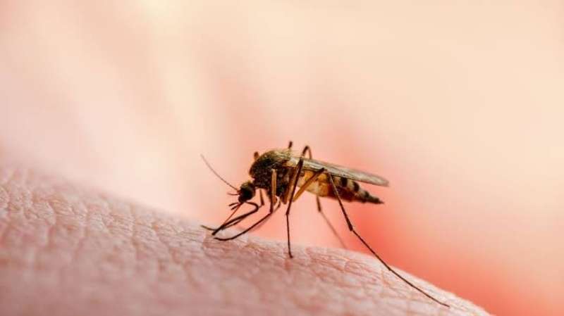 منها الملاريا.. أمراض يتسبب البعوض في إصابة البشر بها
