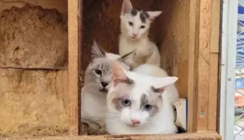 عامل يعثر على 5 قطط مجمدة في المغرب