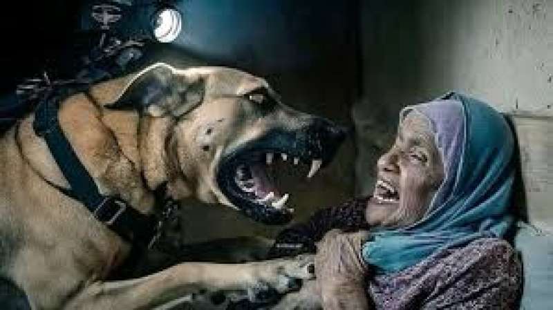 نهش الكلب جسدها..حقيقة صورة السيدة والكلب المنتشرة عبر مواقع التواصل الاجتماعي
