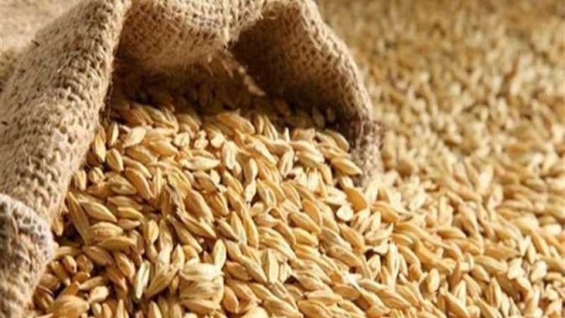 أسعار الأرز الشعير اليوم الخميس 27-6-2024 في الأسواق المحلية