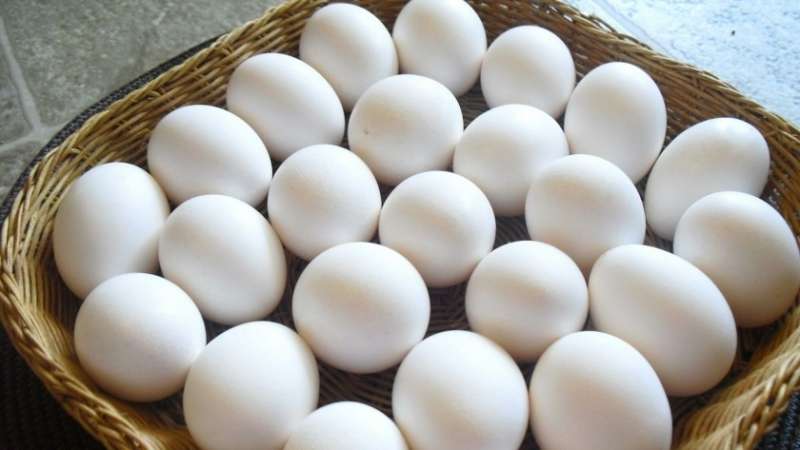سعر البيض اليوم الإثنين 1-7-2024 في المزاع والمحلات التجارية