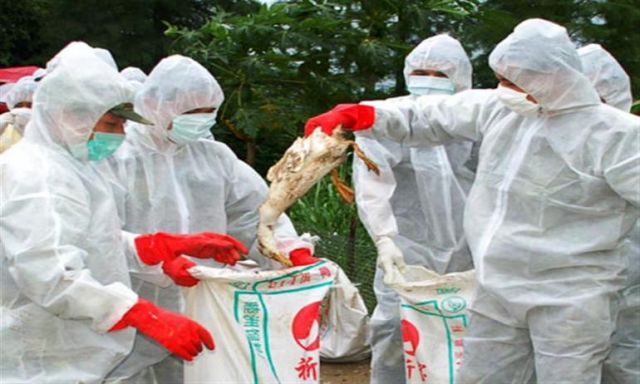 وزارة الزراعة الفرنسية تُعلن ظهور إصابات بأنفلونزا الطيور في جنوب غرب البلاد