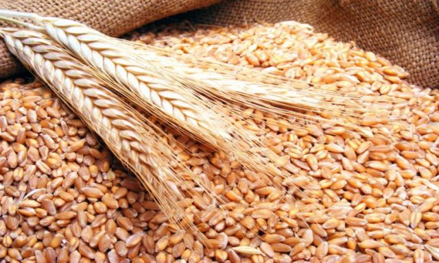 هيئة السلع التموينية تغير شروط سداد شراء القمح فى المناقصات