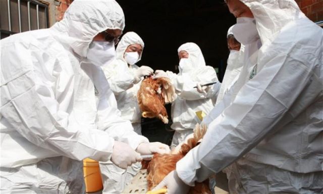 الصحة تعلن حالة الطوارئ لمواجهة انفلونزا الطيور