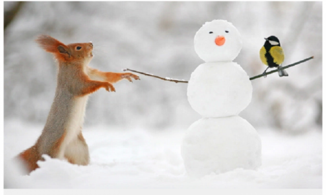 بالصور.. علاقة مدهشة بين سنجاب ورجل الثلج