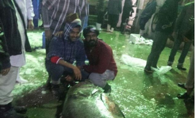 لأول مرة في التاريخ.. سعوديون يصطادوا سمكة وزنها ربع طن