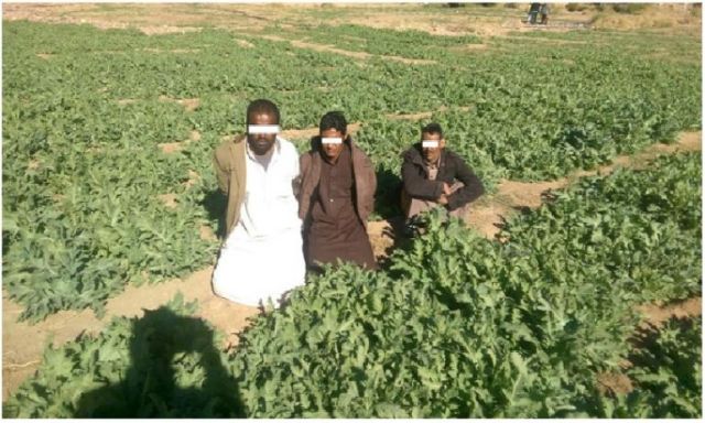 بالصور.. ضبط 12 ألف شجيرة خشخاش مخدر و 3 من القائمين على زراعتها بجنوب سيناء