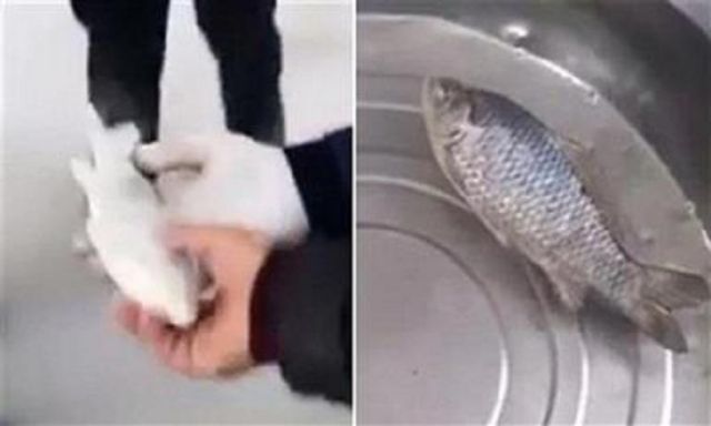 بالفيديو .. سمكة تعود للحياة بعد تجميدها بالثلاجة