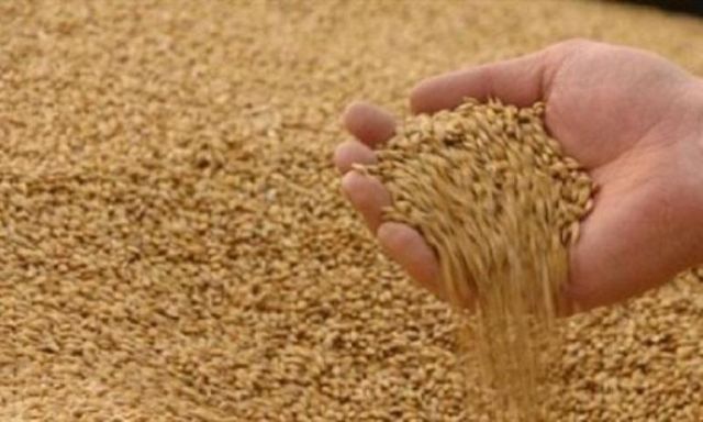 وزارة الزراعة توضح حقيقة شحنة القمح المسرطن