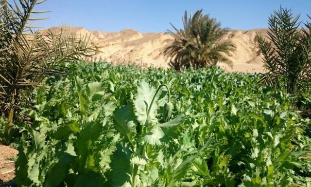 إبادة 2,5 فدان منزرعة بنباتي الخشخاش والبانجو المخدرين بجنوب سيناء