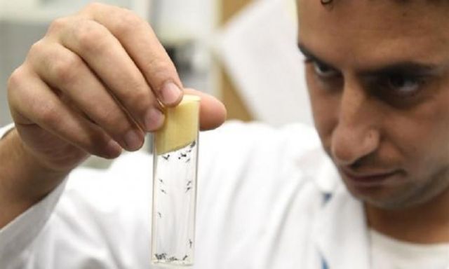 تجارب لإخصاء ذكور الناموس لمنع انتشار فيروس زيكا