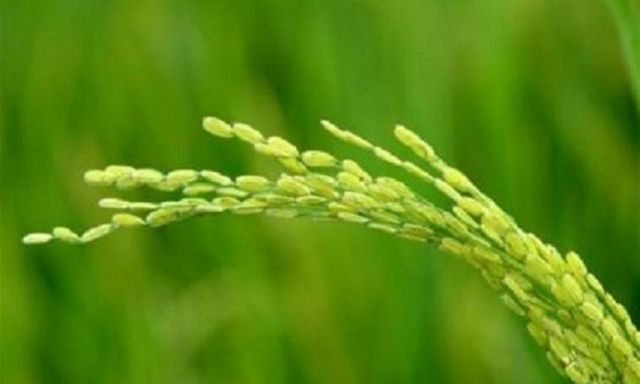تعديلات وراثية بالأرز ستحدث طفرة في زراعاته المستقبلية